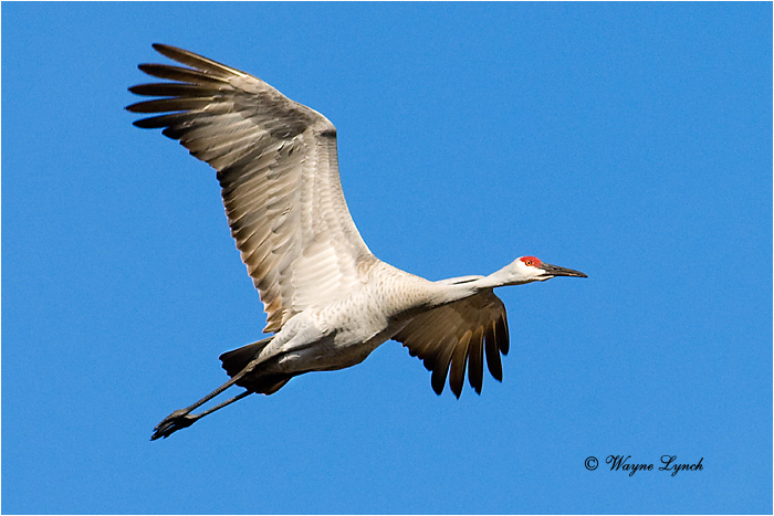 Sandhill Crane 102 by Dr. Wayne Lynch &copy;
